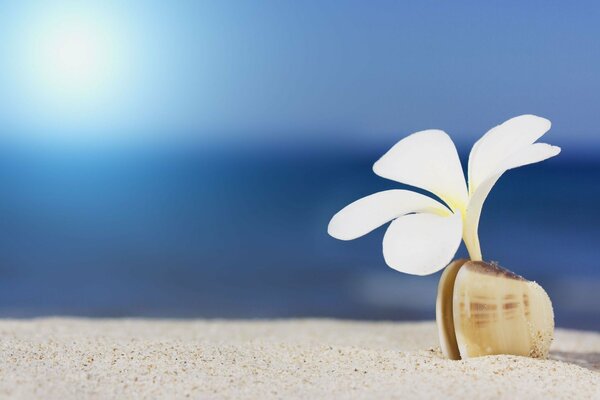 White plumeria flower in a shell on the beach