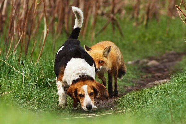 Begegnung zwischen Fuchs und Hund auf dem Weg