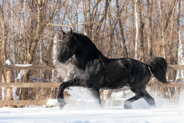 Ein schwarzes Pferd läuft durch den Schnee