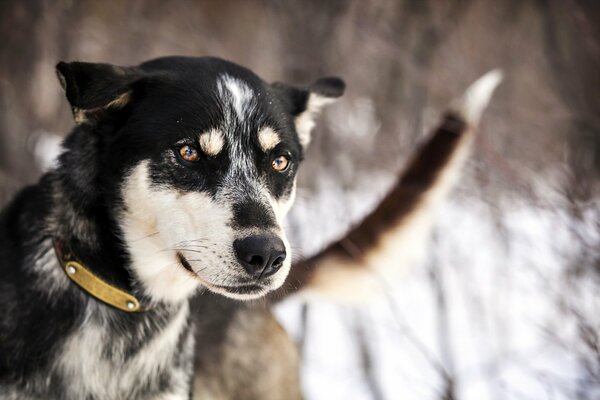 Chien avec un regard amical sur fond d hiver