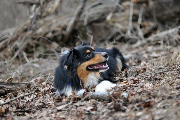 Ein Hund in der Natur zwischen Zweigen und Laub