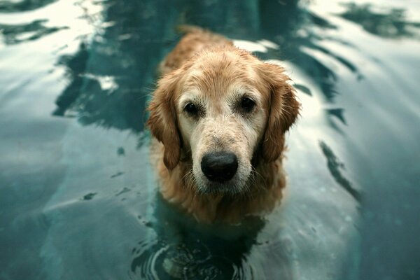 Red dog in the water