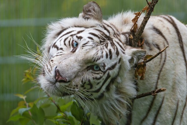 A blue-eyed white tiger with a cute look