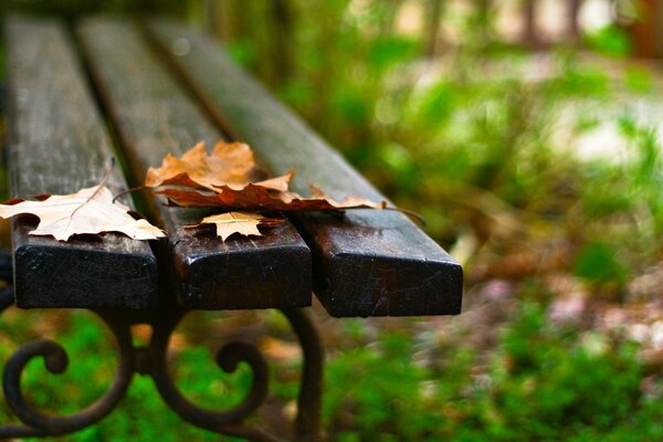 Autumn leaves on a wet bench with curls