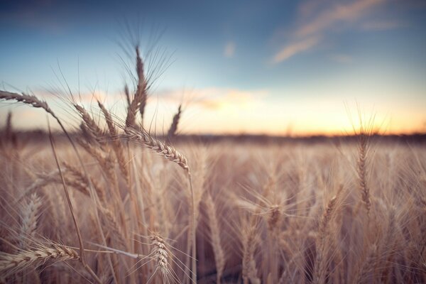 Spighe di grano contro un cielo nuvoloso