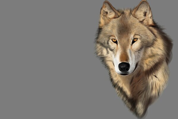 Imagen de un lobo sobre un fondo gris