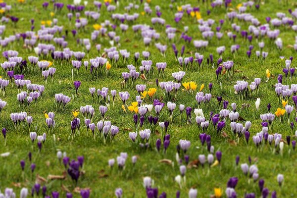 Spring multicolored crocuses on a grassy field