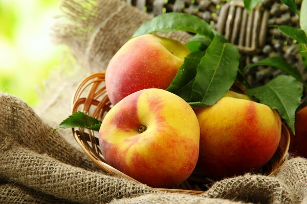 Three peaches in a wicker basket