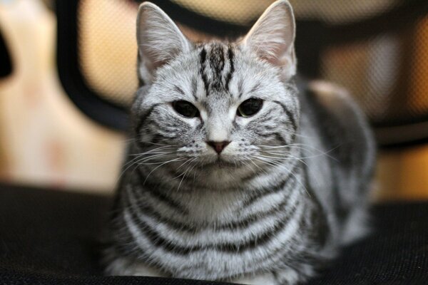 The striped cat lies with its paws tucked up