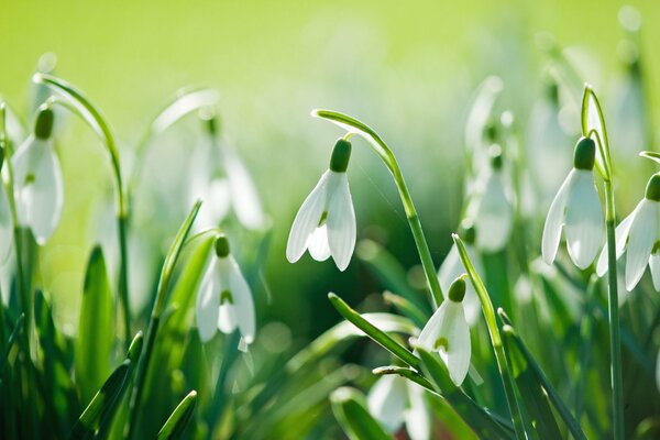 Champ de perce-neige éveillés au printemps chaud