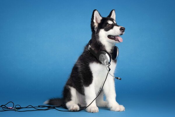 Chien avec casque sur fond bleu