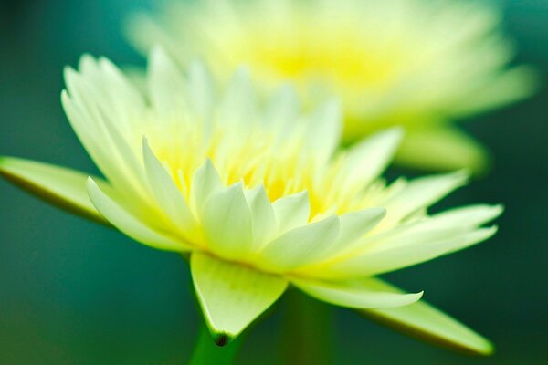 Große gelbe Blume auf grünem Hintergrund