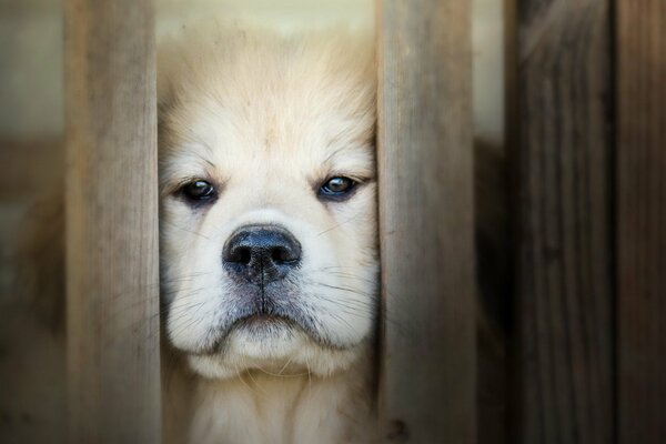 Cute white puppy looks through the gap