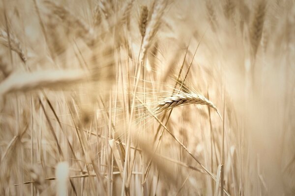 Espigas de trigo que maduran en el campo bajo el sol