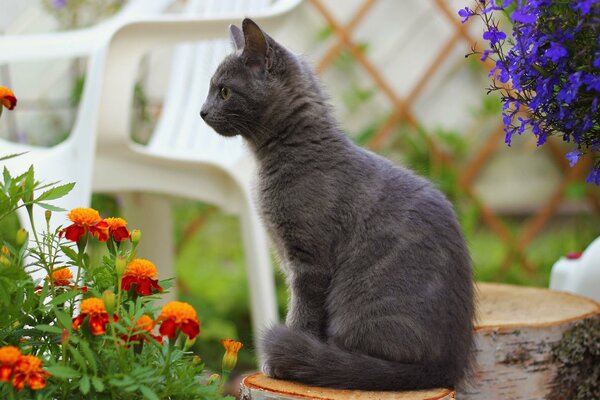 Gatto grigio nel paese tra i fiori