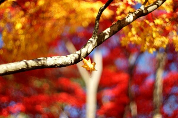 Falling leaves on the background of autumn trees