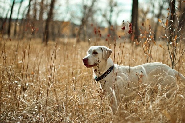 A white dog among the yellow grass