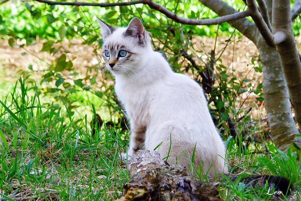 Eine weiße Katze mit blauen Augen geht spazieren