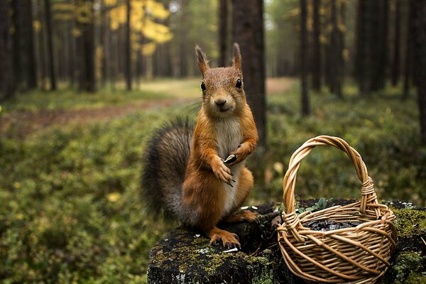 Dans la forêt, l écureuil recueille les noix dans le panier