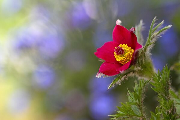 Piękny różowy kwiat na rozmytym zielonym liliowym tle