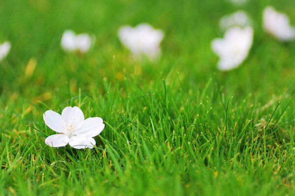 Flor blanca sobre hierba verde