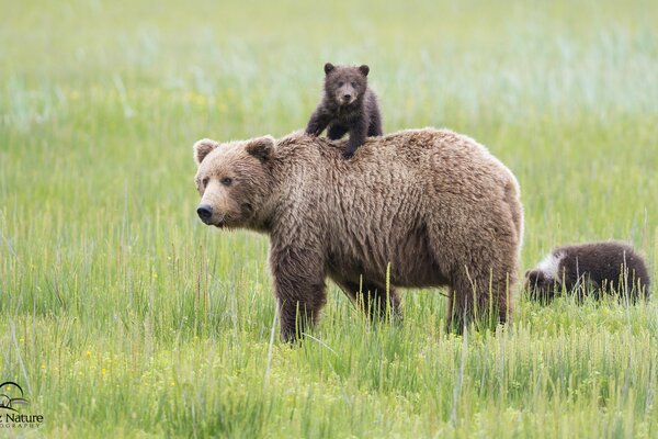 Ourse avec des oursons marchant sur la pelouse