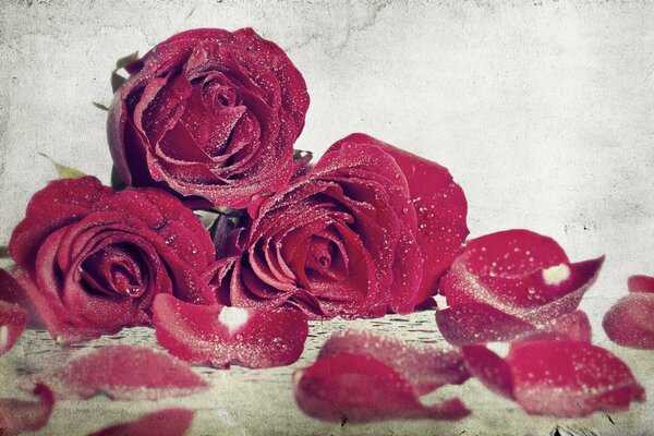 Bouquet de roses rouges parmi la poussière blanche