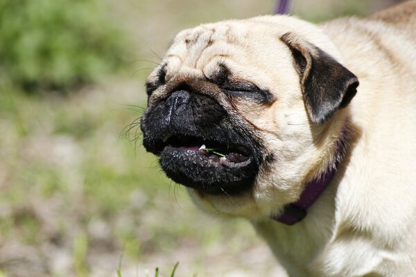 A happy pug enjoys the rays of the summer sun