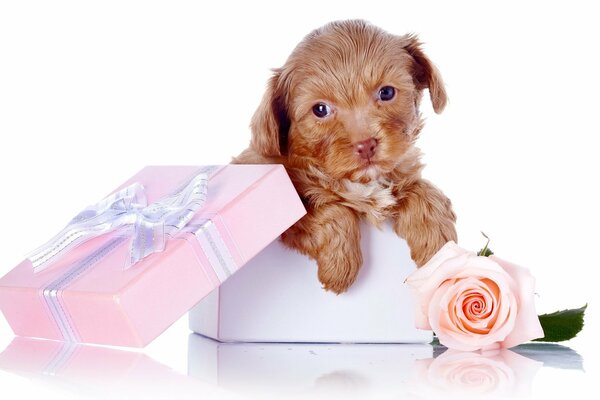 A puppy in a gift box and a rose