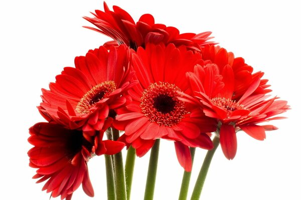 Ramo de suculentas gerberas rojas brillantes