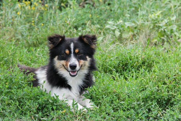 A black and white dog is lying on the green grass