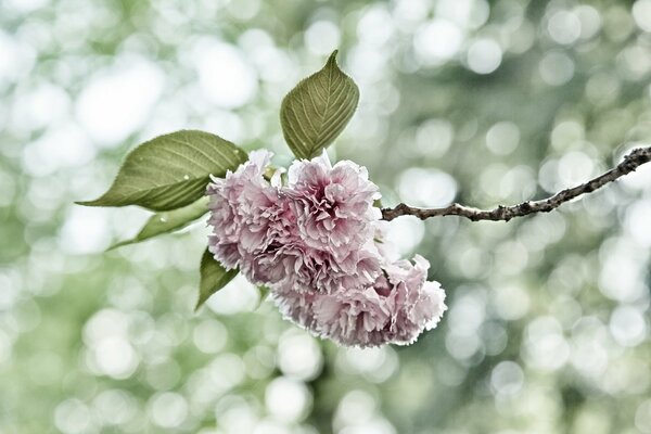 Ramo di fiori di ciliegio su sfondo sfocato