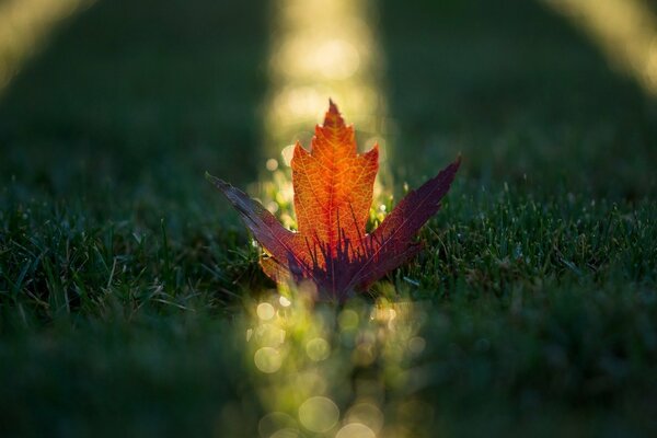 Autumn orange leaf in the sun