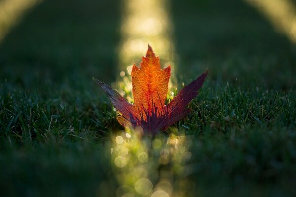 Feuille d orange automne au soleil