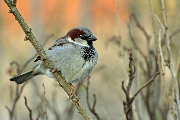 Un moineau à plumes est assis sur une branche