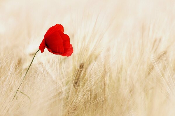 Einsamer Mohn inmitten eines Weizenfeldes