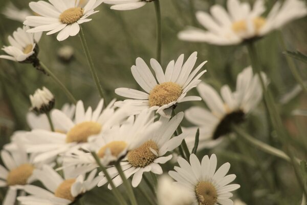 Yellow-white daisies on a green background