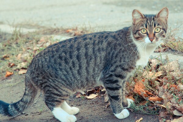 Gato rayado con patas blancas mirando sorprendido