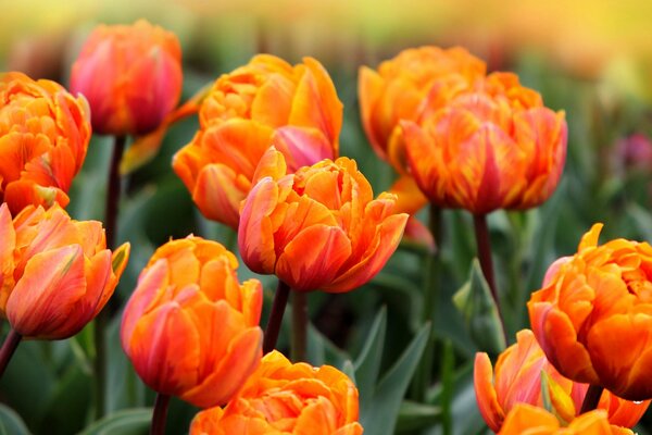 Frühlingsfeld der blühenden orangefarbenen Tulpen