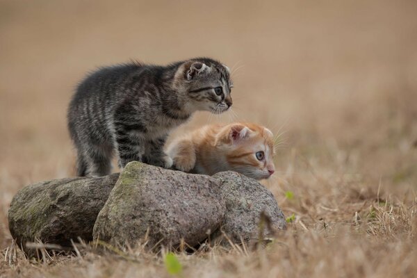 Dos hermosos gatitos. Gatos pequeños