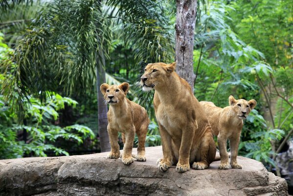 Un León con su familia se subió a una piedra