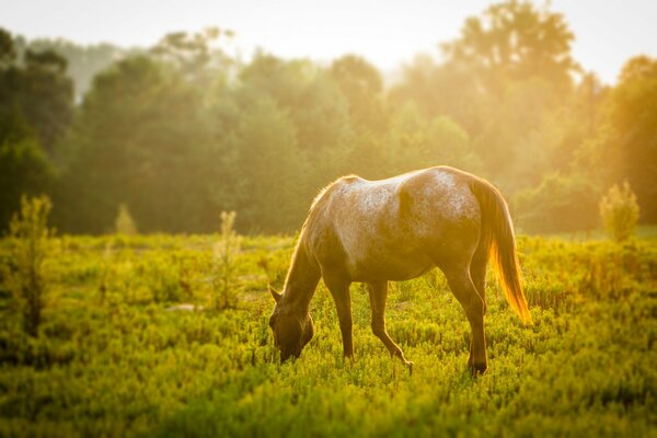 Cheval paissant sur la pelouse ensoleillée