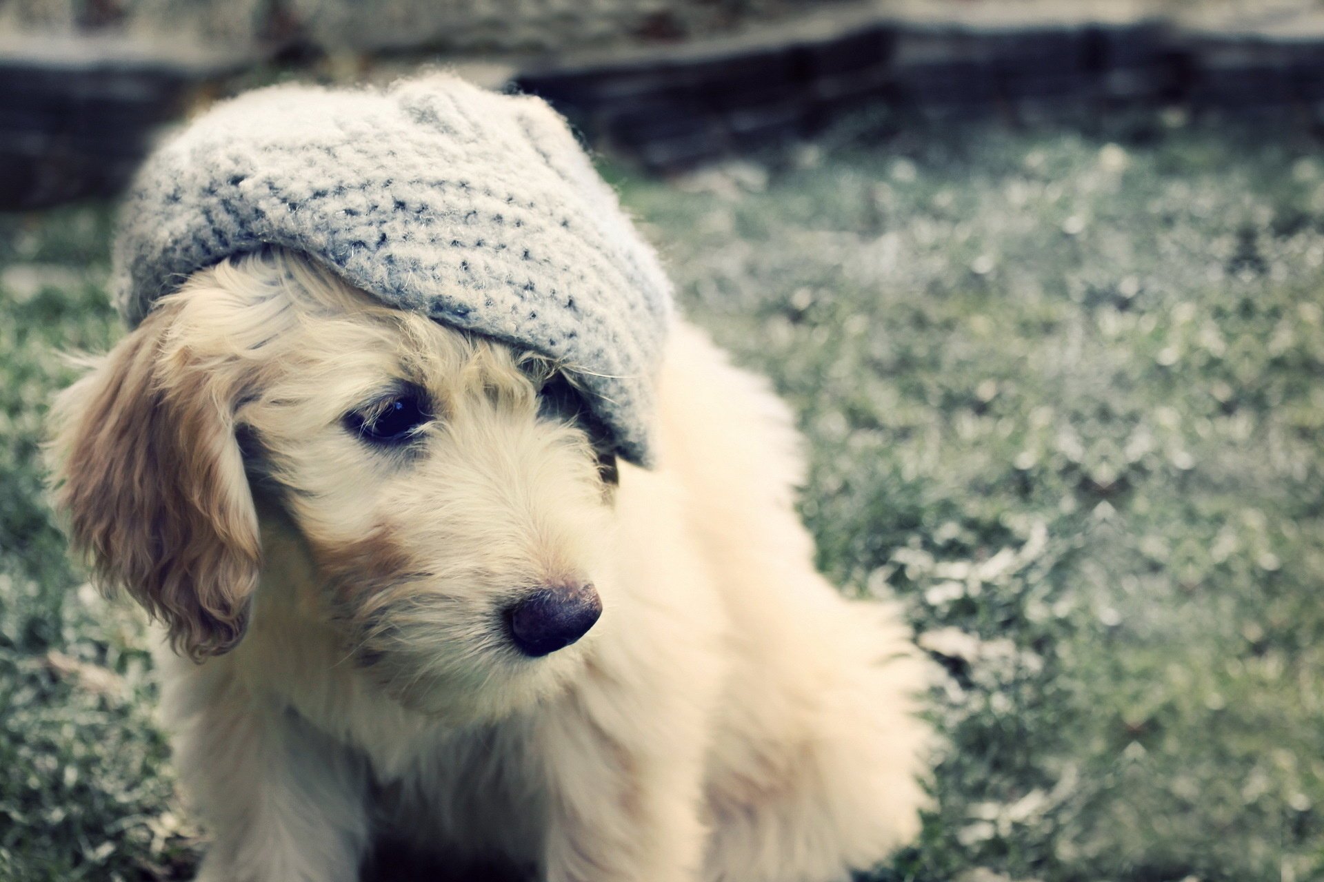 cane cappello cucciolo