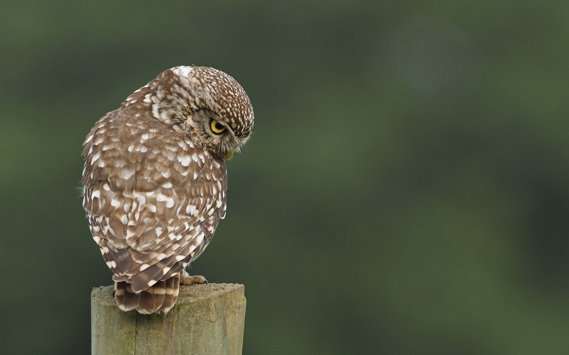 peckled owl bird stump back