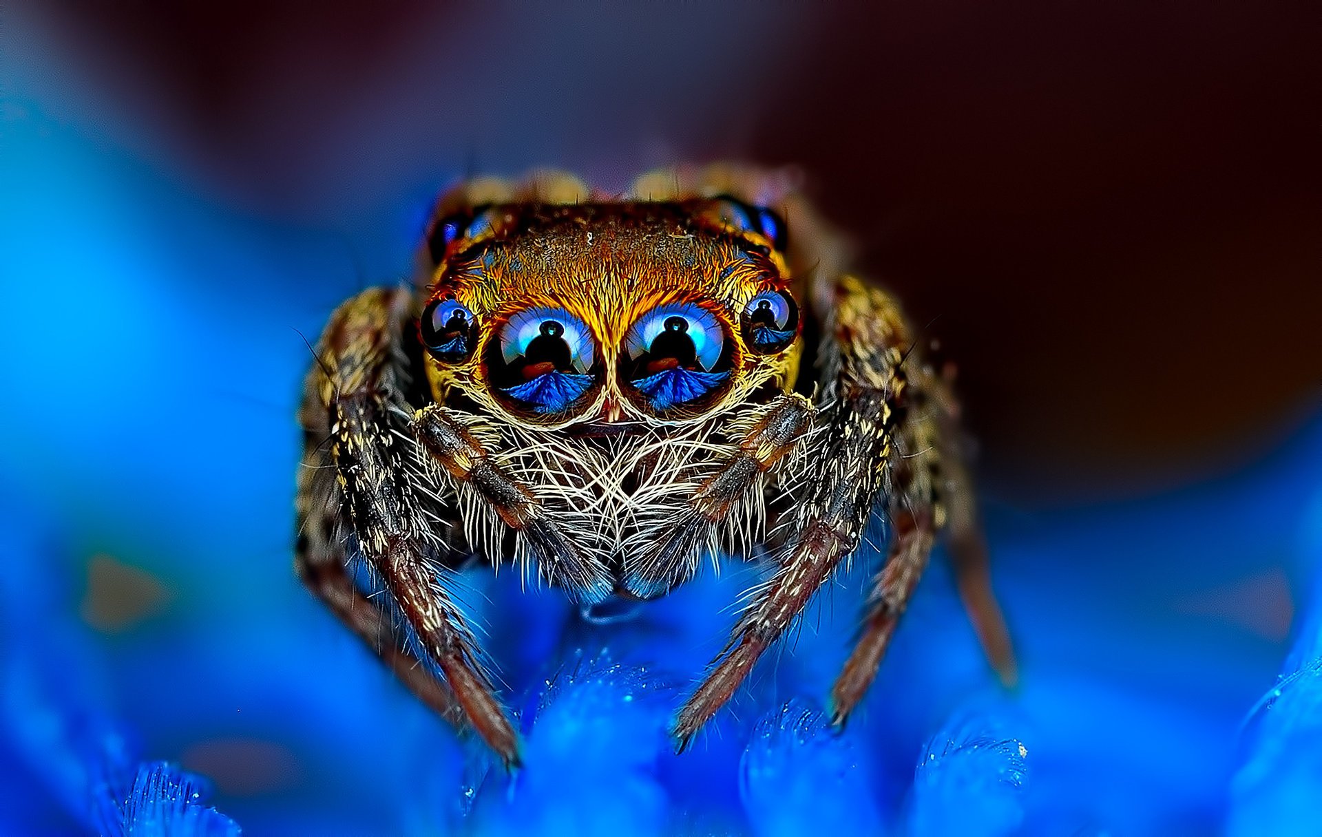 araignée jumper fond bleu jumper oeil