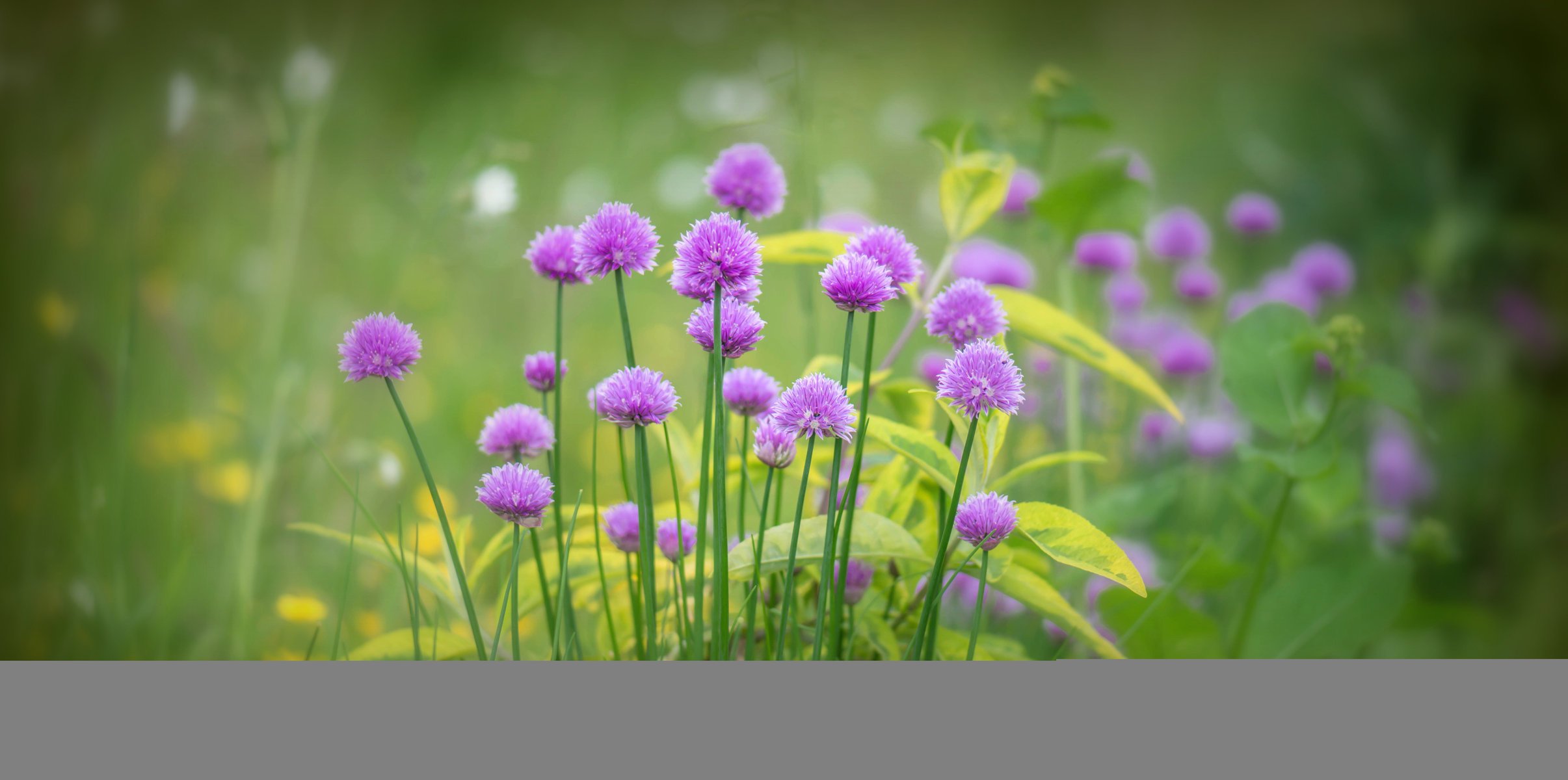 oignon fleurs verdure herbe lilas floraison