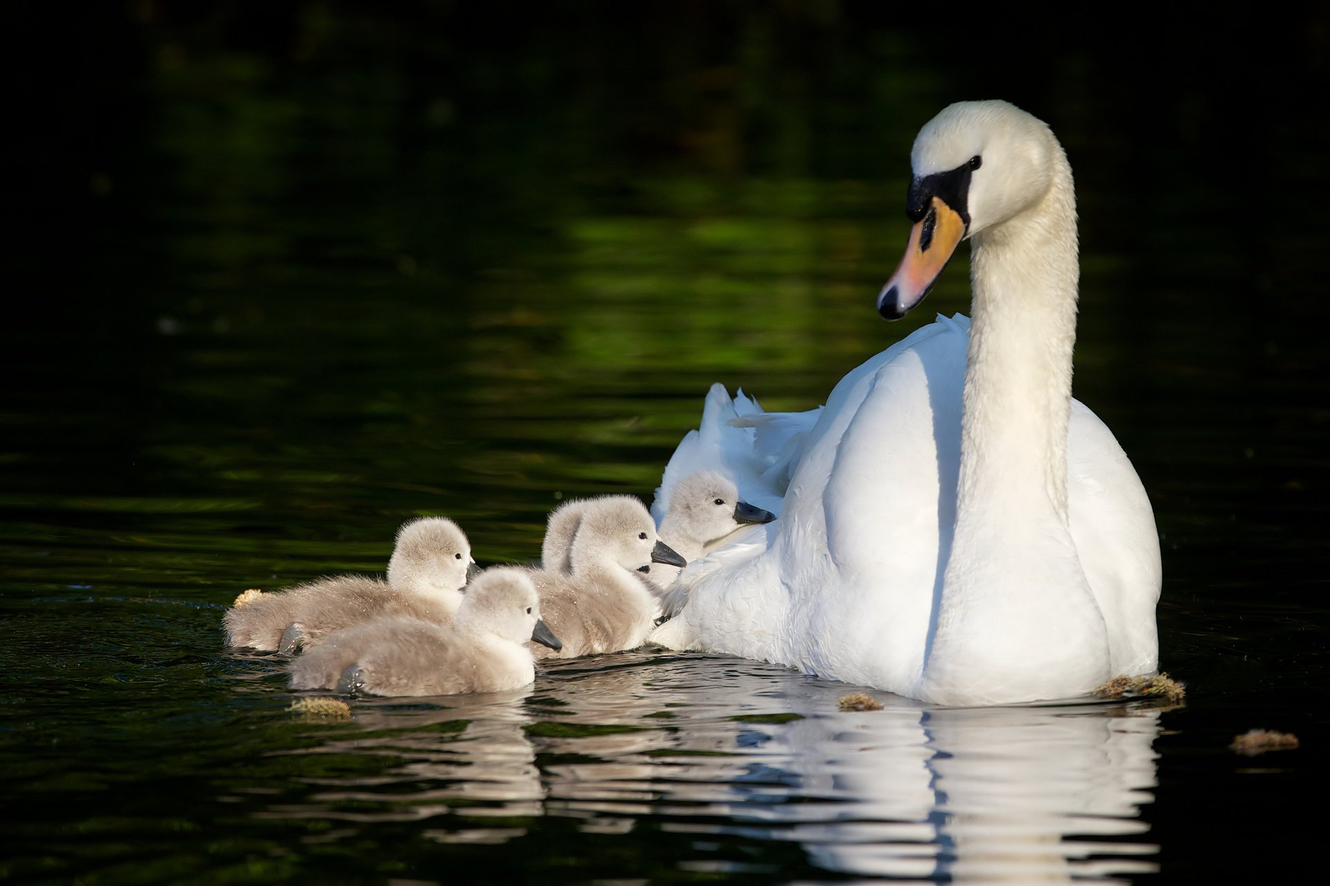 polluelos cisnes maternidad cisnes