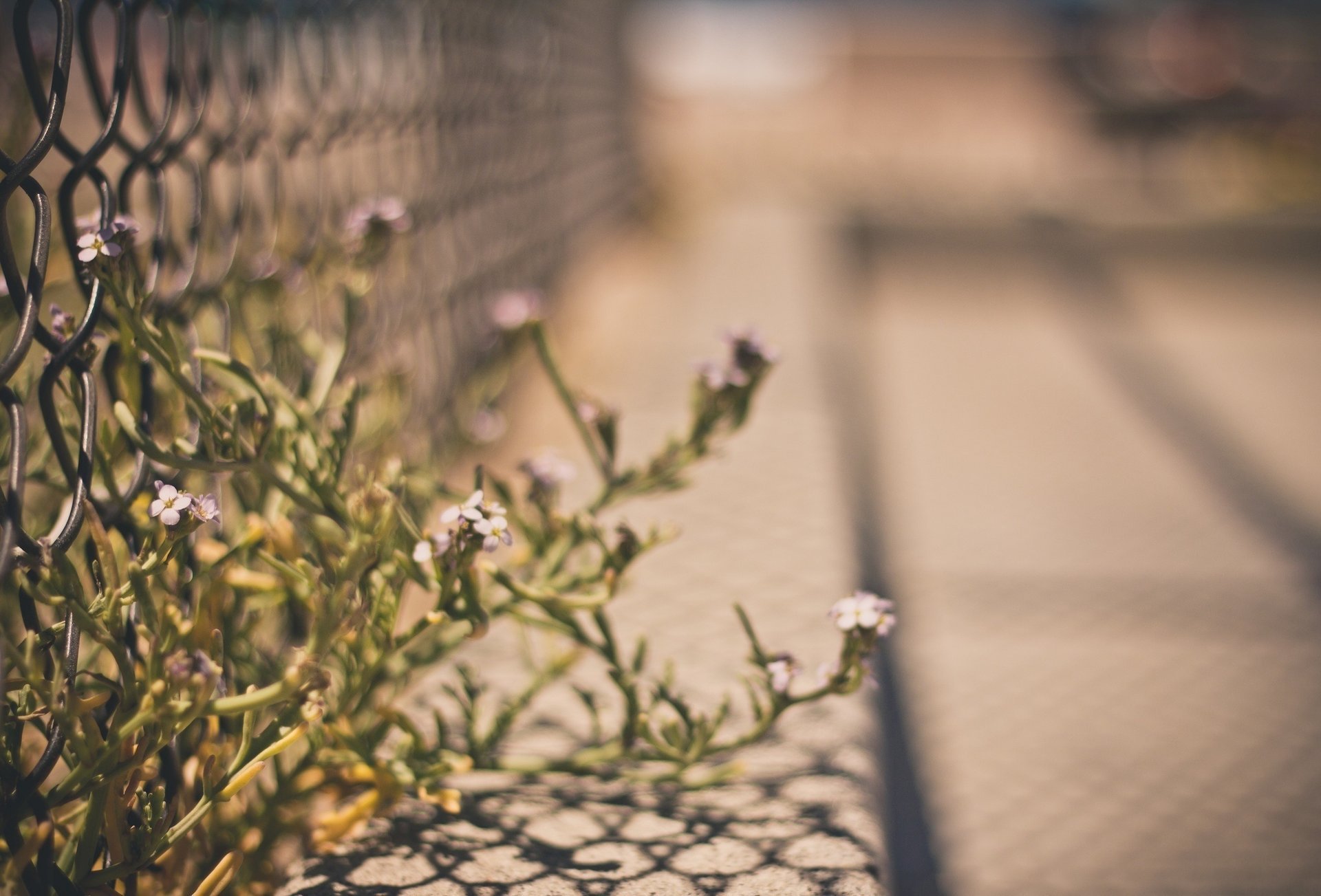 flowers macro fence mesh fence fencing