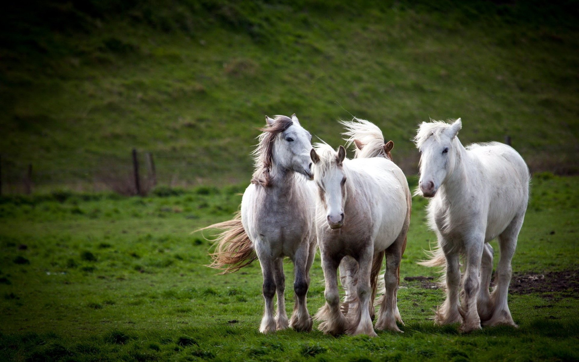 cavalli natura campo