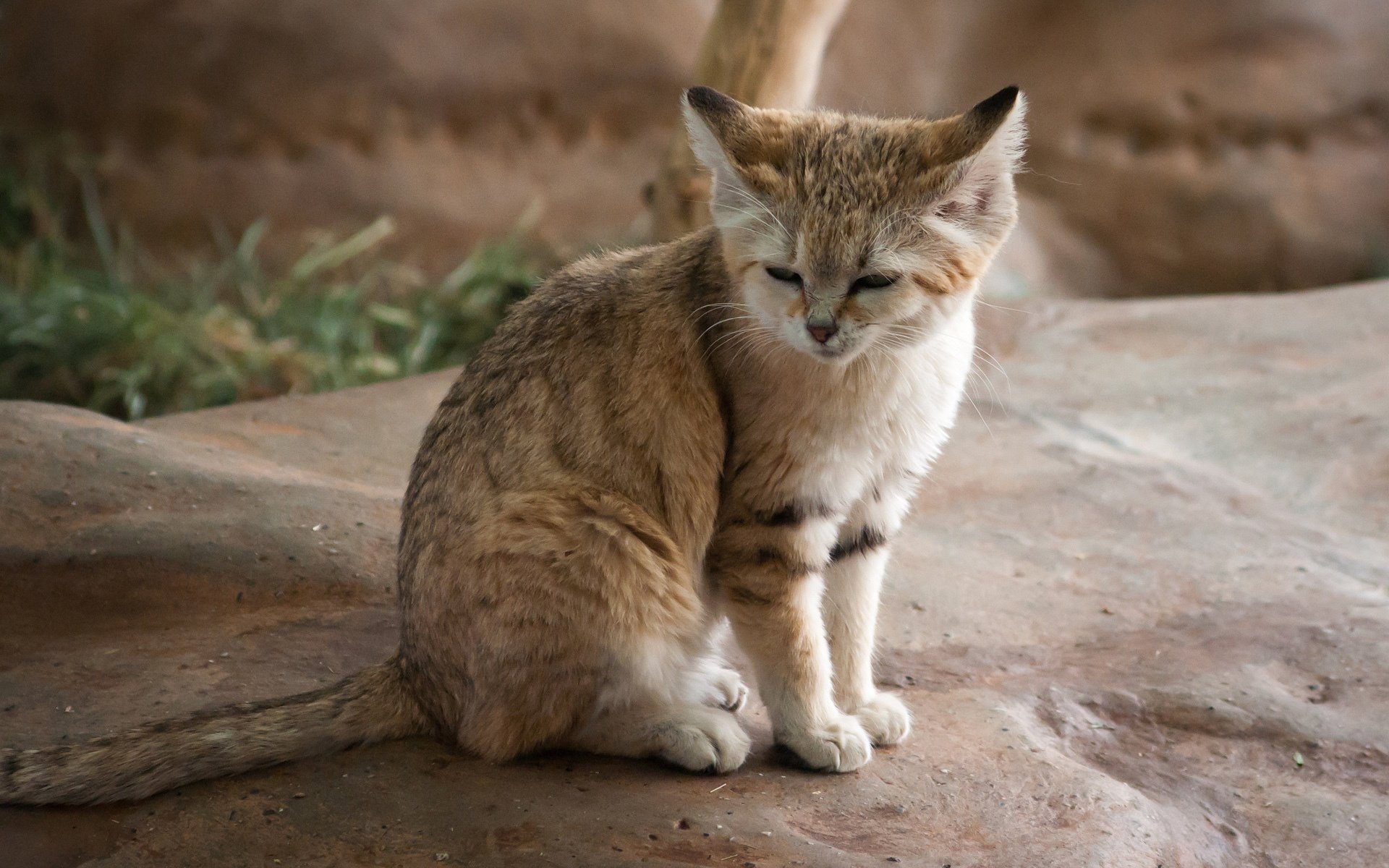 katze schläft stein wild raubtier